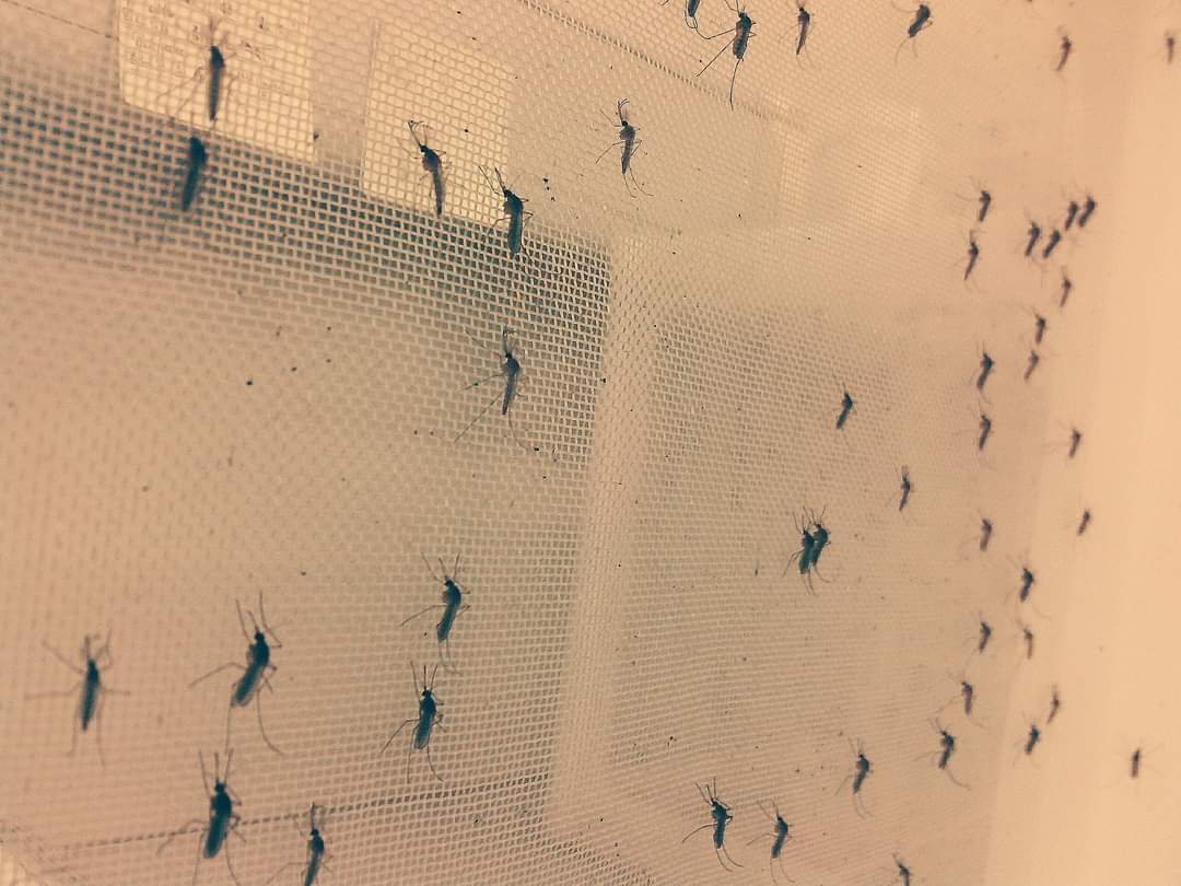 Picture of aedes aegypti mosquitoes clinging to a net.