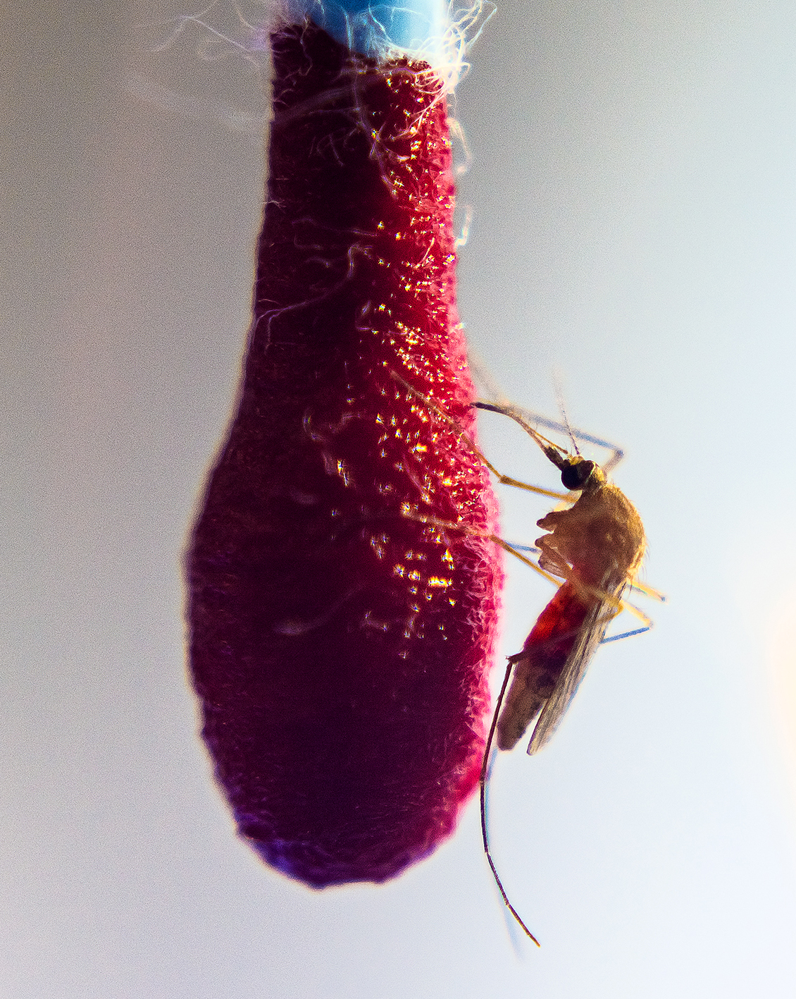 Das Bild zeigt Culex pipiens bei der Blutmahlzeit im Labor