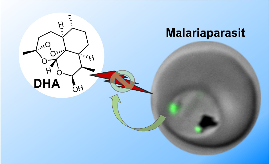 [Translate to English:] Das Bild zeigt eine schematische Darstellung des Malariaparasiten in der Blutzelle.