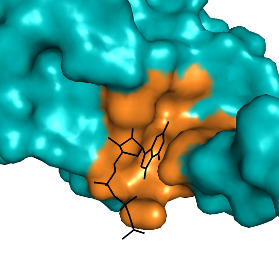 Das Bild zeigt eine türkis-orange Graphik einer Proteinkristallographie