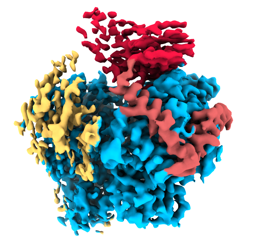 DAs Bild zeigt die farbige Darstellung der atomaren Struktur des Bunyavirus (SFTSV) L-Proteins