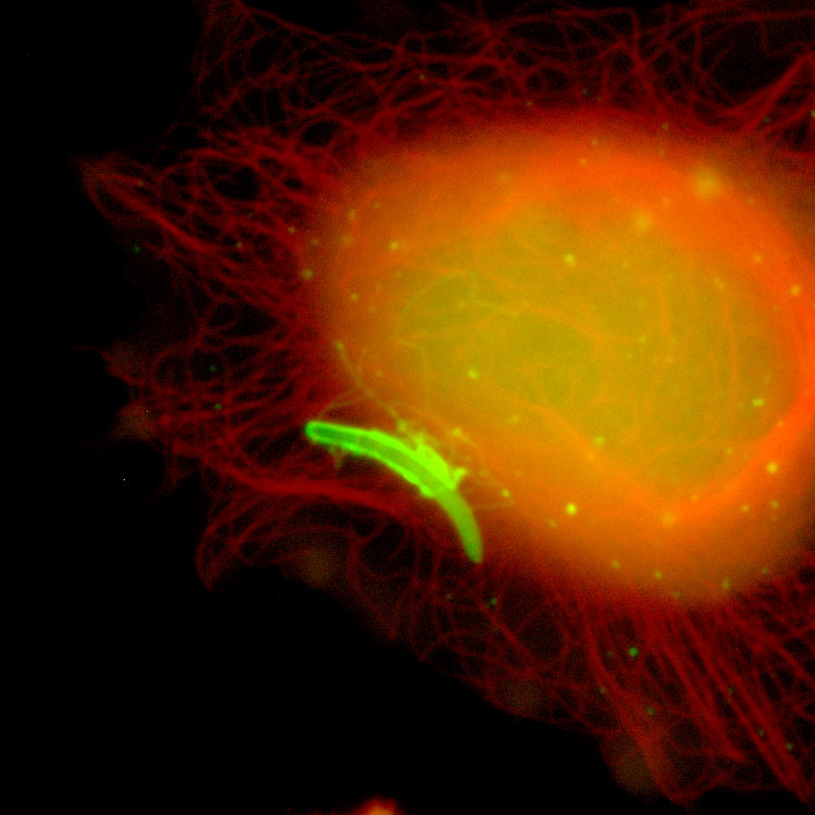 Fluoreszenzmikroskopische Aufnahme eines Leberschizonten in Hepatomazellen 48 Stunden nach Infektion. Zu sehen ist eine orange schimmernde Zelle, an deren Rande ein grün fluoriszierender Parasitenwurm. Fixiert und gefärbt mit anti-Exp1 (grün) und Lysotracker (rot). DNA in blau.