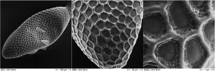 Scanning electron micrograph of a pathogen at different magnifications: On the left is a fish-shaped pathogen with a structured surface. In the center is a magnified image of the surface, a kind of net is stretched over the surface. On the right is another magnification of the surface, on which the net structure is still clearly visible.