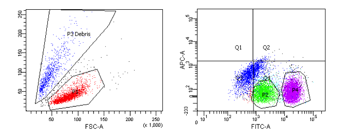 Flow cytometric evaluation of a sample: two diagrams are shown. On the left side a graph with blue dots surrounded by a black line and labeled P3 Debris, below red dots also circled by a black line. On the right figure, the graph has been divided into 4 squares. In the lower right square is a light green cluster of dots (surrounded by black line), next to it is a magenta colored cluster of dots (surrounded by black line). There is also a line consisting of several blue dots across the ghosted image.