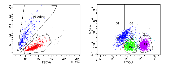 Durchflusszytometrische Auswertung einer Probe: zu sehen sind zwei Diagramme. Auf der linken Seite ein Diagramm mit blauen punkten, die mit von einer schwarzen Linie umgeben sind und mit P3 Debris beschriftet sind, darunter rote Punkte, die ebenfalls von einer schwarzen Linie eingekreist werden. Auf der rechten Abbildung wurde die Graphik in 4 Quadrate unterteilt. Im unteren rechten  Quadrat befindet sich eine hellgrüne Anhäufung von Punkten (von schwarzer Linie umgeben), daneben eine magenta farbende Anhäufung von Punkten (von schwarzer Linie umgeben). Über die geasmte Abbildung zieht sich außerdem ein aus mehreren blauen Punkten bestehender Strich.