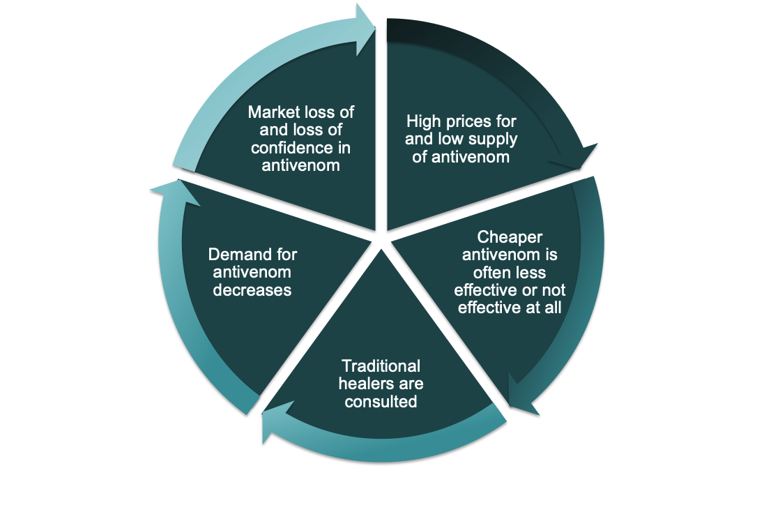 The picture shows a pie chart which is divided into 5 different sections. At each section is an arrow pointing right in the circle to the next section. The first section says "High prices for and low supply of antivenom". The second section says “Cheaper antivenom is often less effective or not effective at all”. The next section says “Traditional healers are consulted”. The fourth section says “Demand for antivenom decreases” and the final section before arriving at the beginning again, says “Market loss of and loss of confidence in antivenom”.