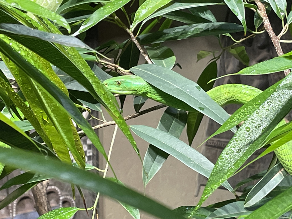 The picture shows a Green Mamba from the side, camouflaged between long green leaves. The head, the left eye of the snake and part of the body are clearly visible.