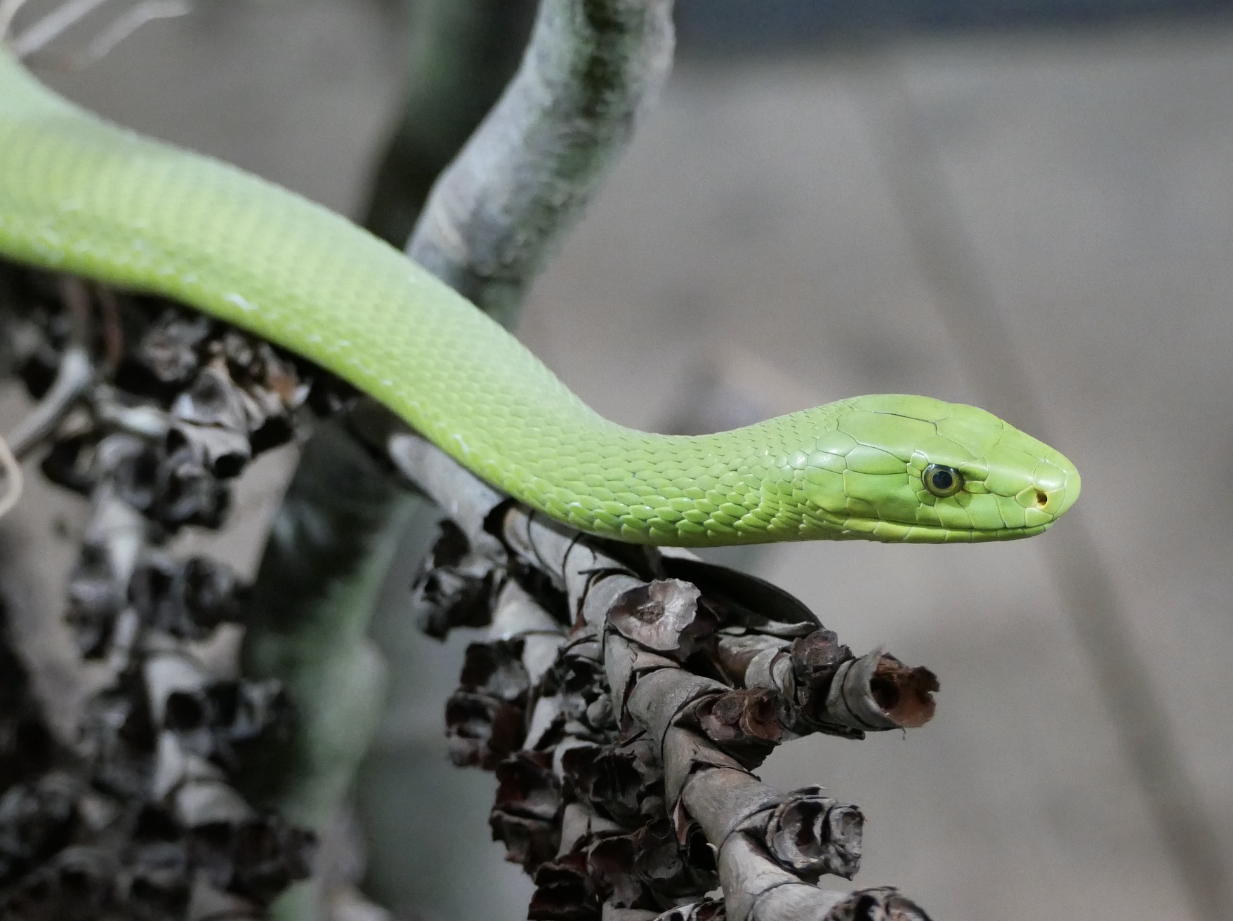 Grüne Mamba The picture shows a photograph of a green mamba on a tree branch. The head of the snake can be seen from the side. Its right eye and the scales of its head are clearly visible. The rest of the body fades towards the upper left edge of the picture.