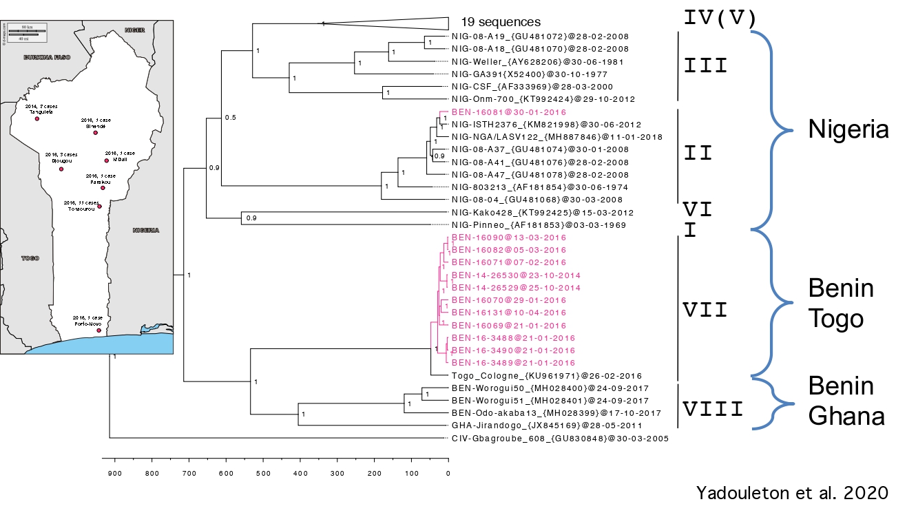 Figure 7: Phylogeny of Lassa virus showing the new lineages VI and VII in Nigeria and Benin. Lineage VIII is putative until human cases infected with this strain are discovered. The tree is using the nucleoprotein (in Yadoudelon et al. 2020). Figure 7: Phylogeny of Lassa virus showing the new lineages VI and VII in Nigeria and Benin. Lineage VIII is putative until human cases infected with this strain are discovered. The tree is using the nucleoprotein (in Yadoudelon et al. 2020).