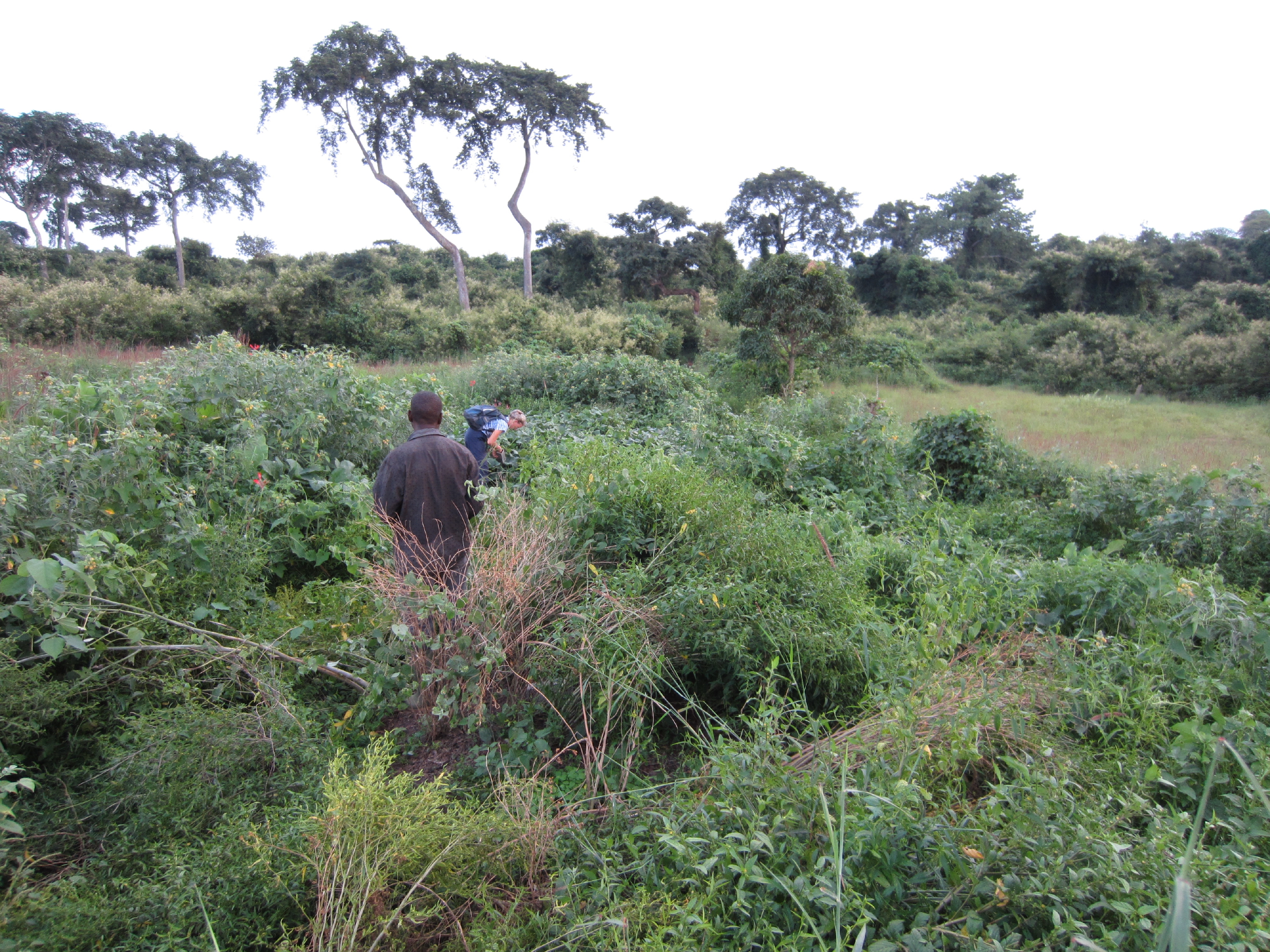 A field in the surroundings of a village. Trees are in the background, tall plants can be seen in the field. Two people are standing in the field with their backs to the viewer.