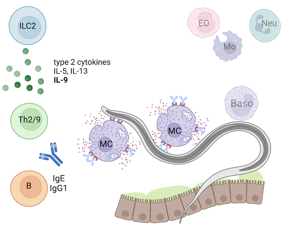Zu sehen ist eine Übersicht der Immunreaktion auf darmwandernde Strongyloides-Larven im dritten Stadium im späten Stadium: der Wurm ist an Darm EPithel Zellen gezeigt (braune Zellen mit "haariger" Oberfläche auf denen ein grüner unterschiedlicher dicker Layer (Mucus) gezeigt ist. An dem Wurm sind lila Kreise (MC) mit Antikörper angedockt, die von kleinen fliederfarbenden Punkten umgeben sind. Darüber, in ausgeblassten Farben die Zellen der frühen Phase: Eo, Neu, MO und Baso. Am linken Rand sind wiederum drei Kreise in blau, grün und orange gezeigt (ILC2, Th2/9 und B Zellen). Unter der blauen Zelle (ILC2) sind grüne Punkte gezeigt, daneben steht type 2 Cytokine: IL5, IL13, IL9. Neben der B Zelle steht IgE und IgG1 mit einem gezeichnetem Antikörper.