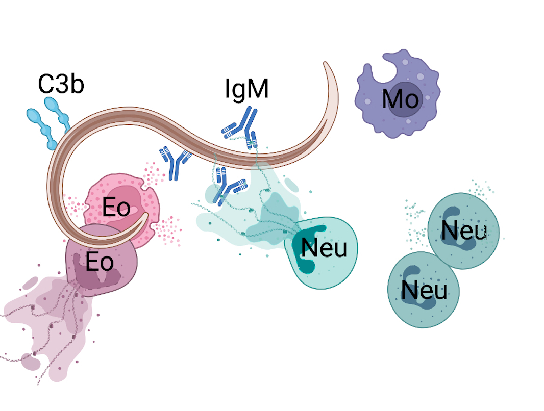 Zu sehen ist eine Übersicht der Immunreaktion auf gewebewandernde Strongyloides-Larven im dritten Stadium: ein Wurm, der von unterschiedlichen Kreisen/Zellen umgeben ist (Eo, Neu und MO) die Zellen haben unterschiedliche Formen und Farben. Sind teilweise von kleinen bunten Punkten umgeben (Cytokinen), haben Fortbewegungsapperate (Eo und NEU) odereine uneben Oberfläche (MO). Zusätzlich sind noch Antikörper (IgM) und Oberflächenmarker (C3b) gezeigt.