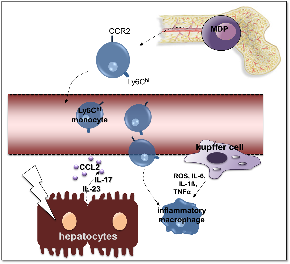 Grafik über immunologische Auswirkungen beim Eindringen von Entamoeba histolytica in Leberzellen