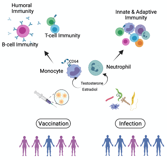 Auf der Grafik ist eine Zusammenfassung der humoralen, der angeborenen und der adaptiven Immunantwort bei Vakzinierungen und Infektionen beider Geschlechter dargestellt.