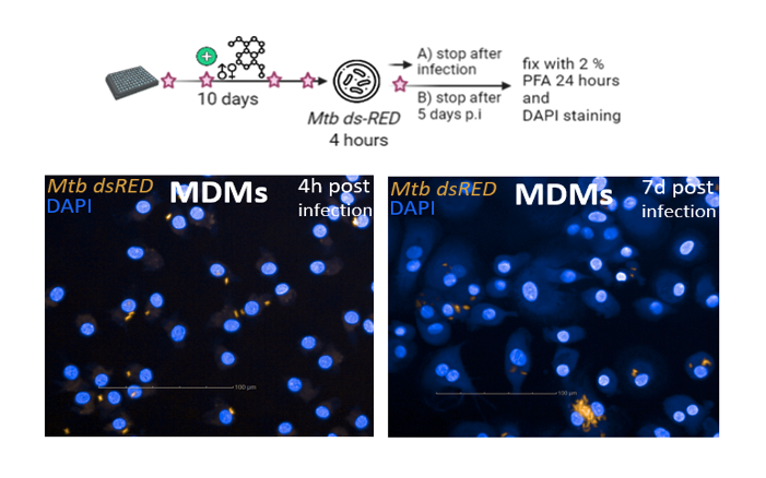 Auf der oberen Skizze wird der Arbeitsablauf einer Infektion von Makrophagen mit Mycobacterium tuberkulosis schematisch dargestellt. Auf den unteren zwei Bildern sieht man eine mikroskopische Fluoreszenzaufnahme, auf der man blaugefärbte Makrophagenkerne als blaue Kreise und einige Bakterien als kleine orangene Striche sieht.