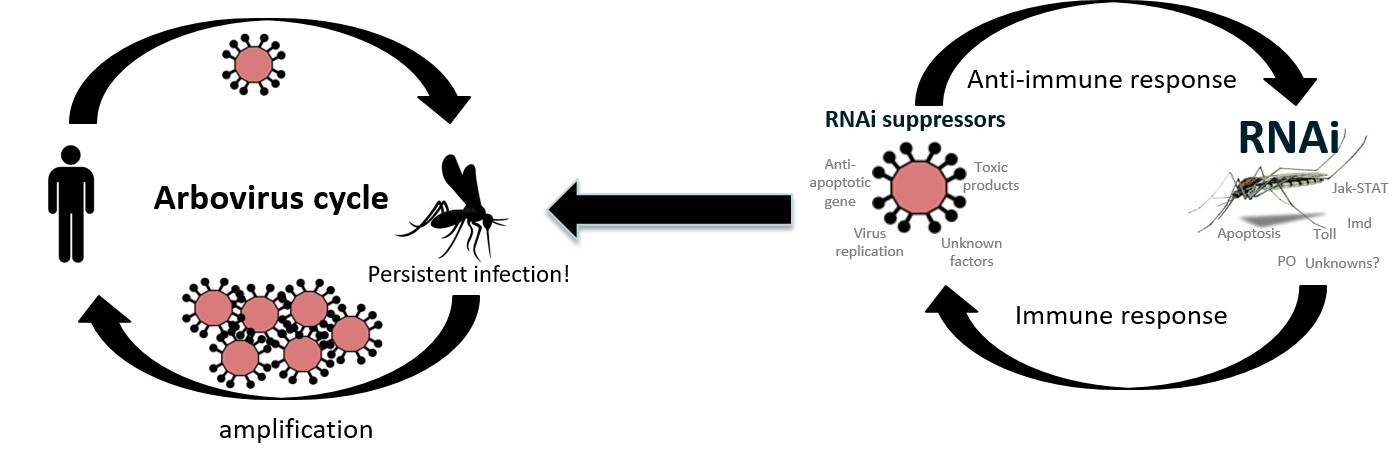 arbovirus defence