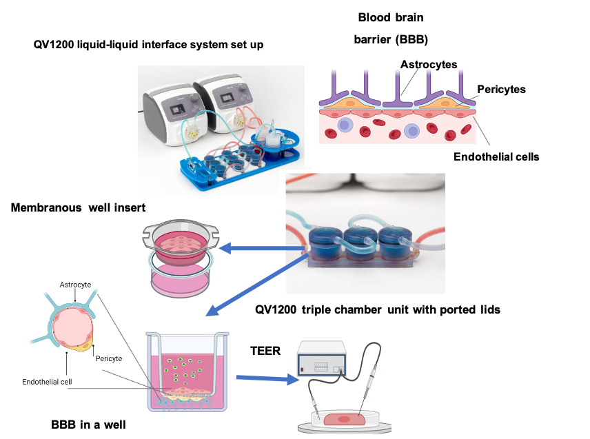 Experimental set up