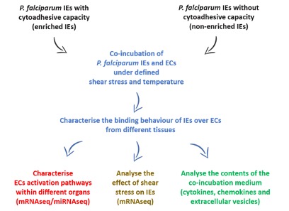 Diagram of the work flow