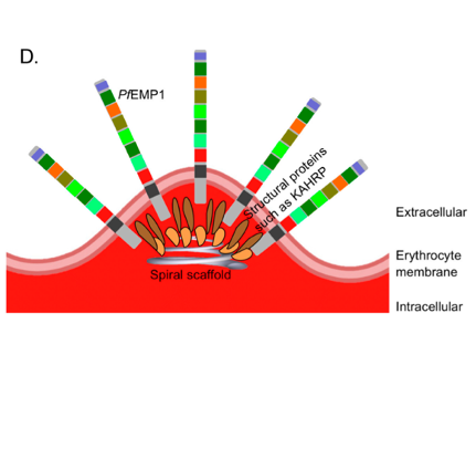 Figure showing PfEMP1 structure