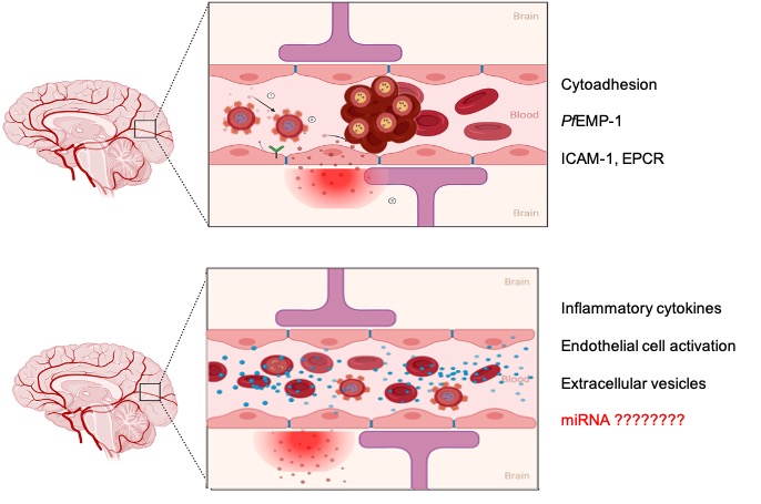 Illustration of the Theories of complications during P. falciparum infection? Theories of complications during P. falciparum infection