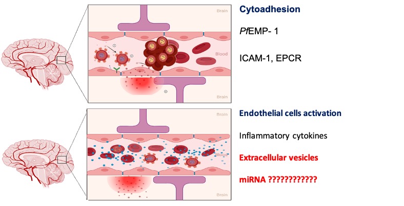 Theories of complications during P. falciparum infection Illustration of the Theories of complications during P. falciparum infection?