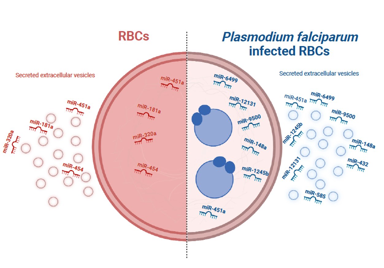 Figure shows the proposed theory of how Plasmodium falciparum reshapes the miRNA profiles of iRBCs