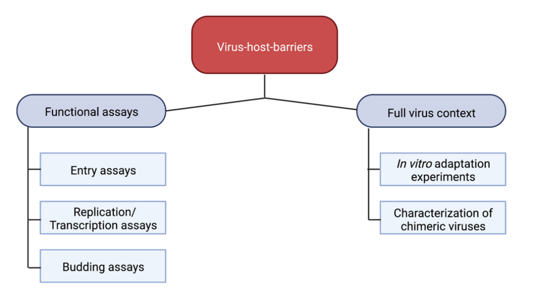 The project about virus-host-barriers is divided into two parts. One is about functional assays, whereas the other is about the full virus context.