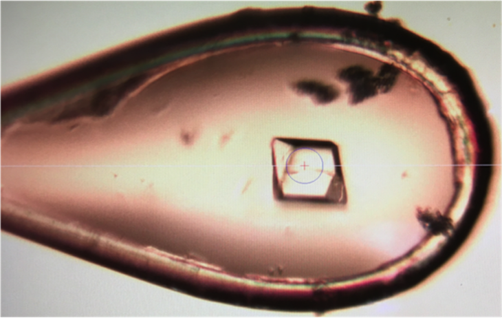 Protein crystal in a cryoloop