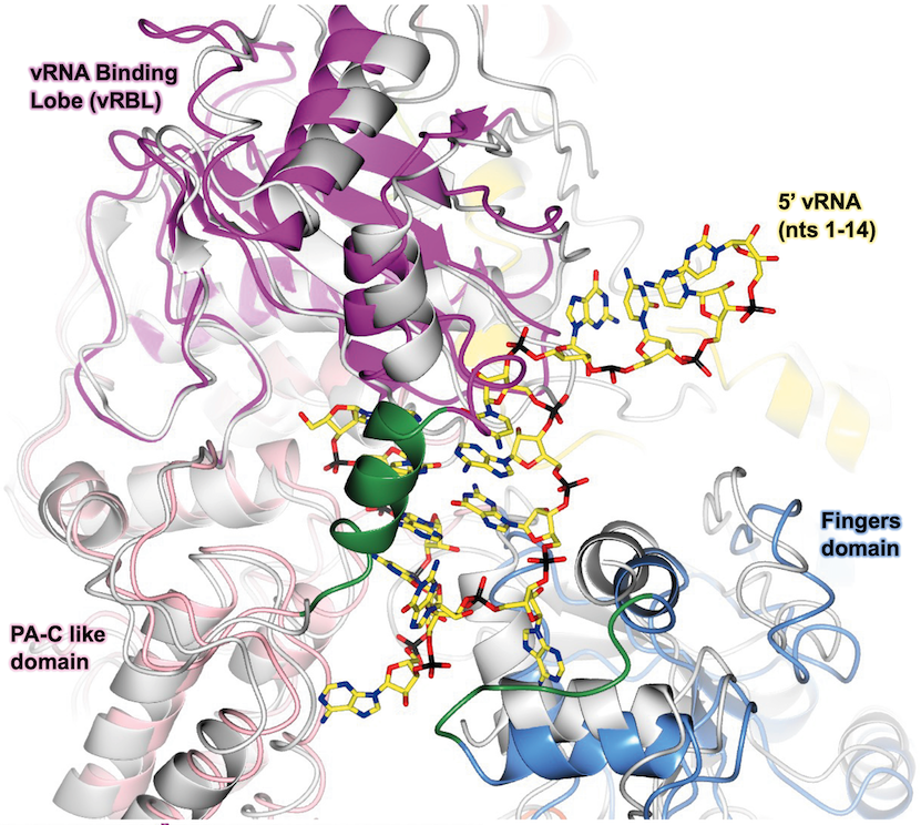 Strukturmodell des SFTSV L-Proteins