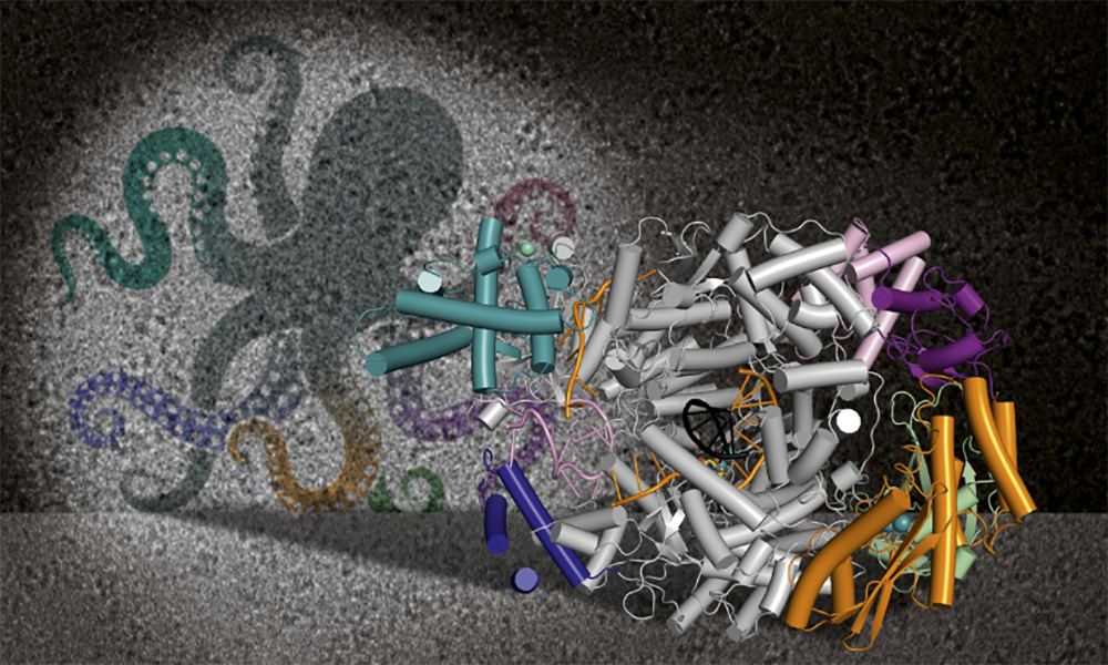 Das Lassa-Virus L-Protein projeziert als Krake auf den Hintergrund eines Elektronenmikroskopiebildes.