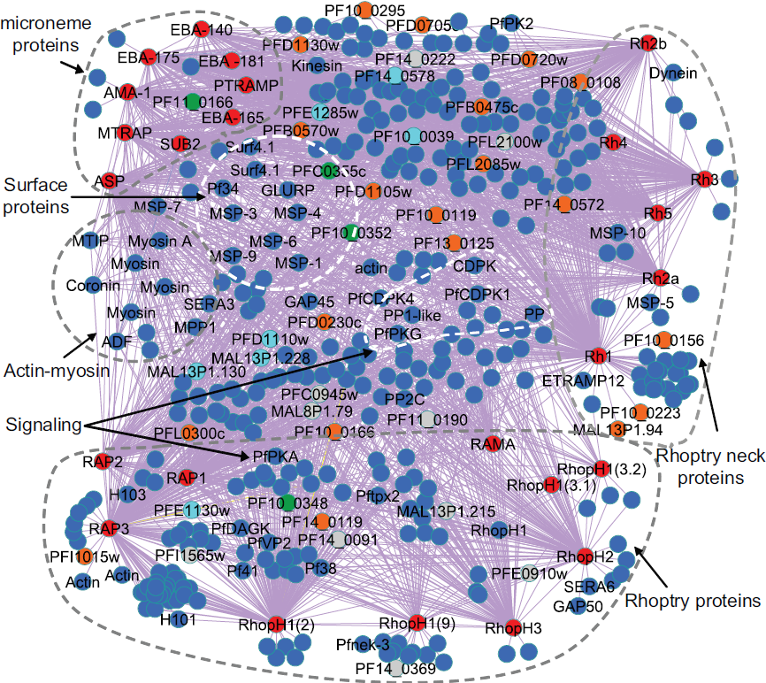 Blueprint of the protein network