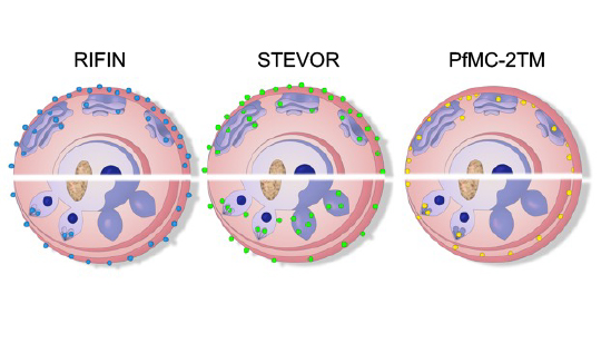 Schema eines Trophozoiten (oben) und Schizonten mit sich entwickelnden Merozoiten (unten), welches die Lokalisierung der kleinen Oberflächenantigen-Familien RIFIN, STEVOR und PfMC-2TM als Punkte innerhalb des infizierten Erythrozyten zeigt.