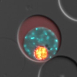 Ein fluoreszierender Malariaparasit im Erythrozyten