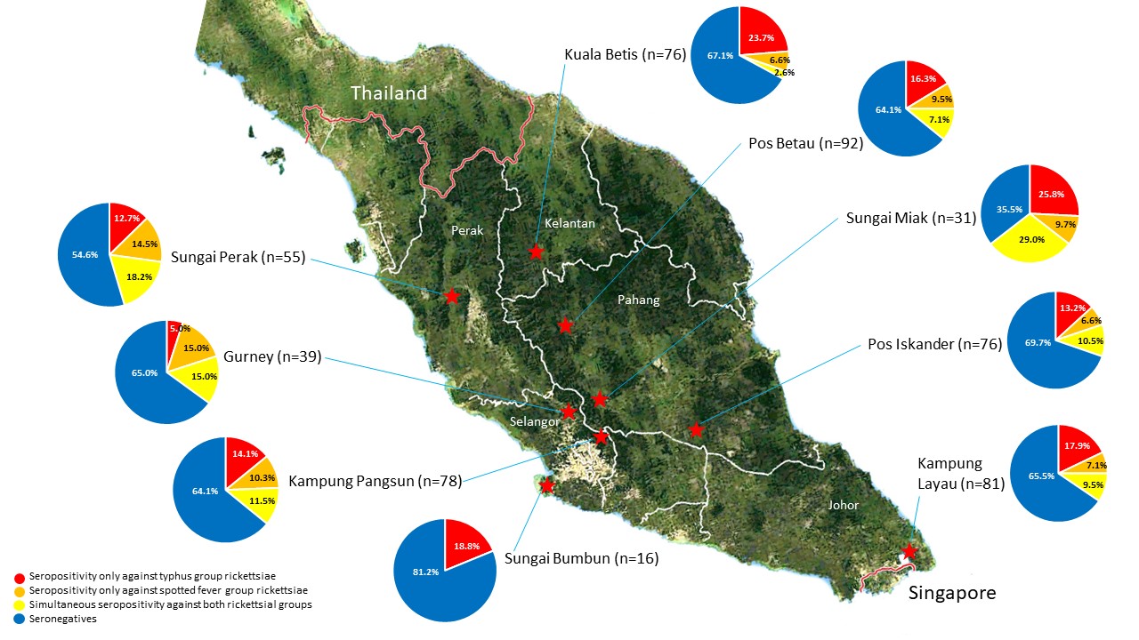 Seroprävalenz von Fleckfieber- und Typhusgruppen-Rickettsiosen in Malaysia: eine Übersichtskarte von Malaysia, auf der mehrere Kreisdiagramme mit Wahrscheinlichkeiten von  Fleckfieber- und Typhusgruppen-Rickettsiosen eingezeichnet wurden.