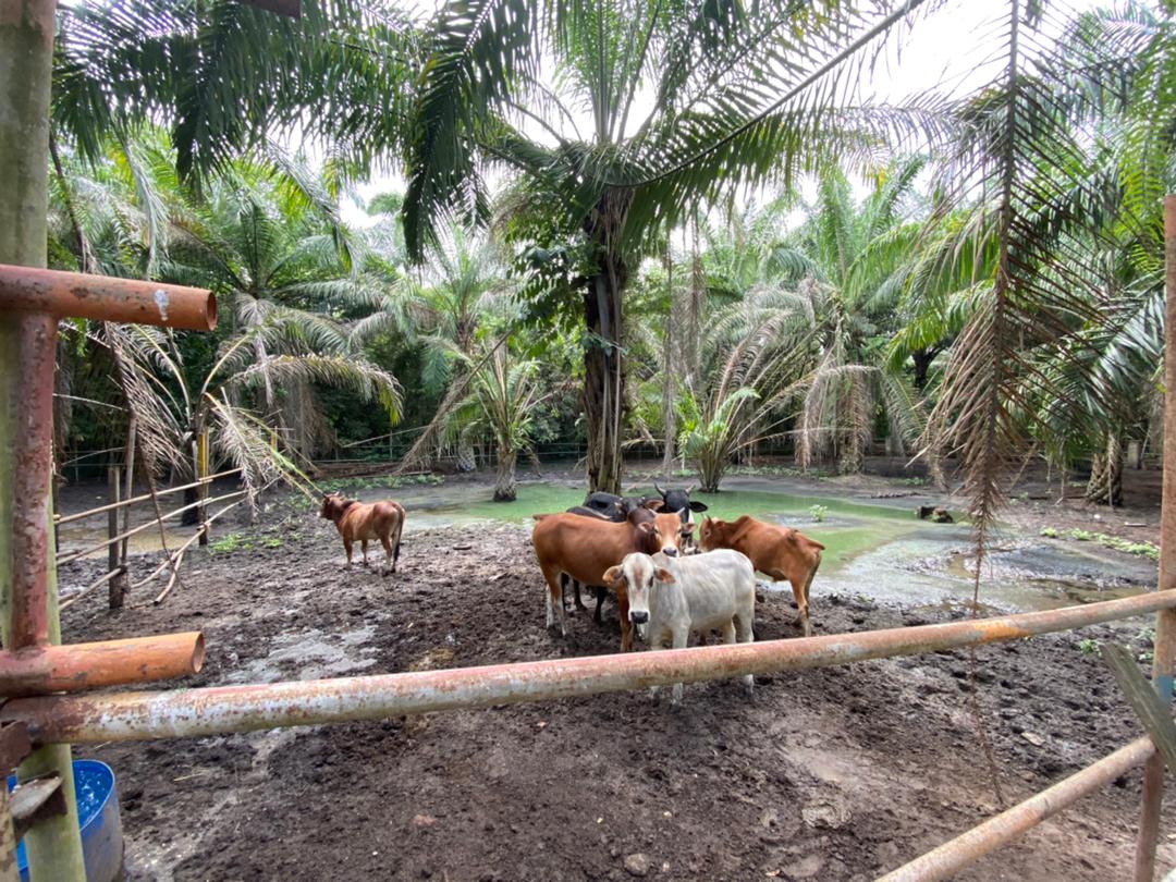 Ein Foto von Kühen, auf einer Weide in Malysia. Im Hintergrund sind Palmen zu sehen. Die Tiere stehen auf schlammigen Boden, im Hintergrund sieht man eine große Pfütze, die grünlich gefärbt ist.