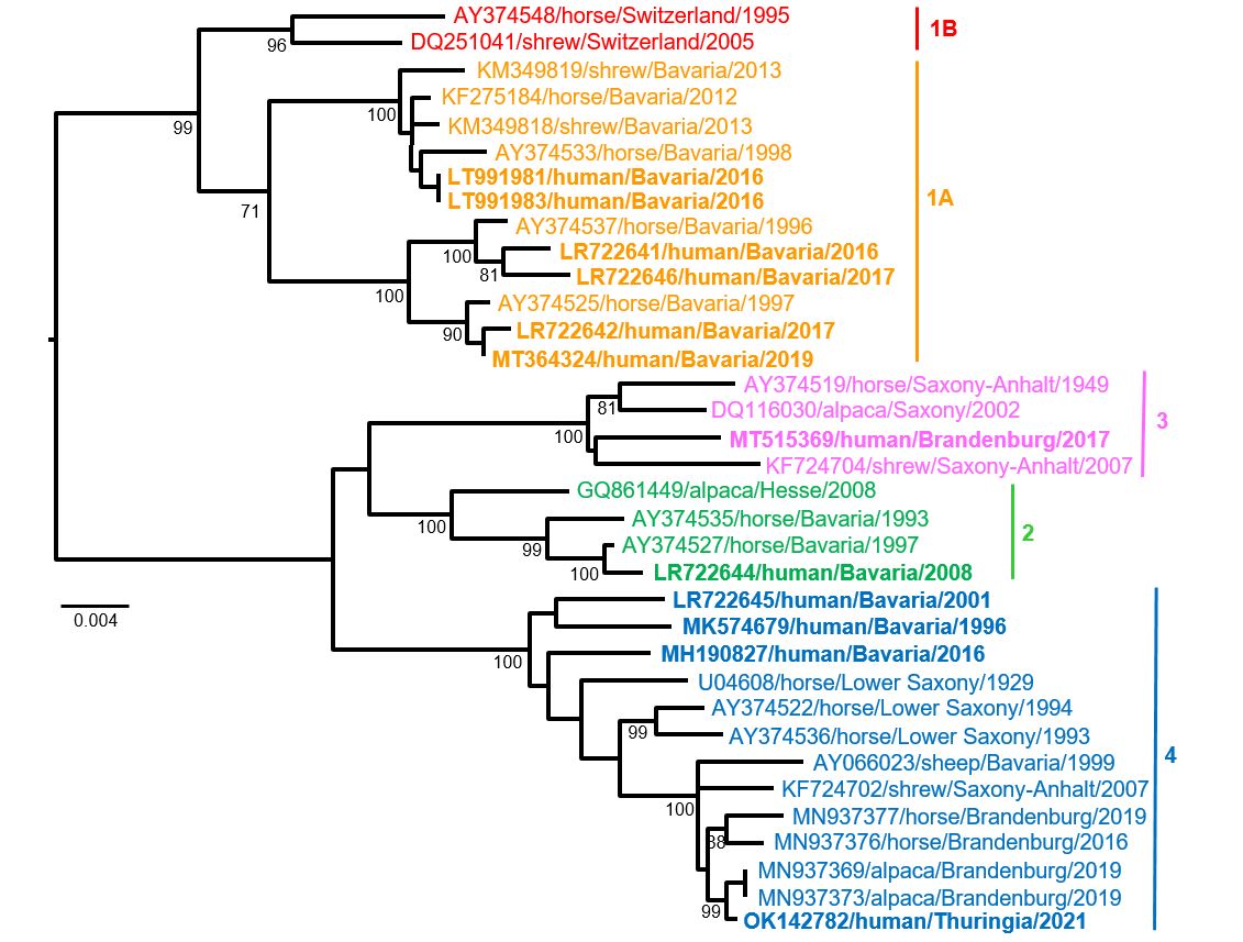 Phylogenie von BoDV-1, die verschiedene Viruscluster zeigt