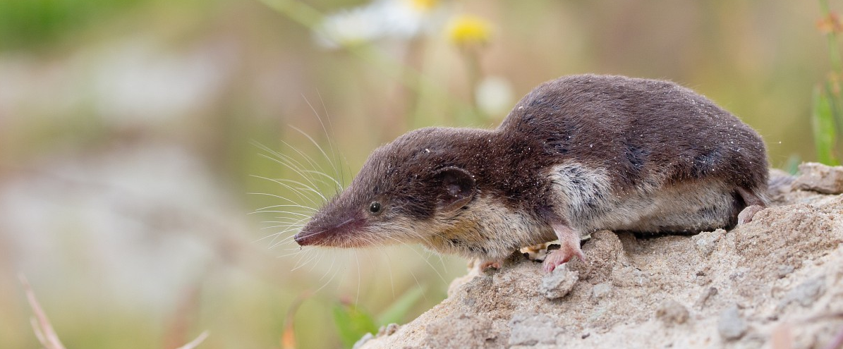 Image of a field shrew (Crocidura leucodon) sitting on a rock - a natural host for BoDV-1.