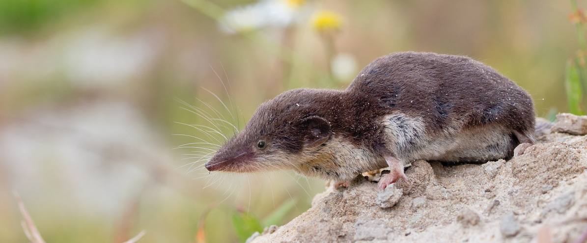 Bild einer auf einem Felsen sitzenden Feldspitzmaus