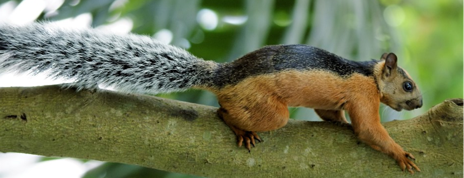 A variegated squirrel squating on a tree branch.