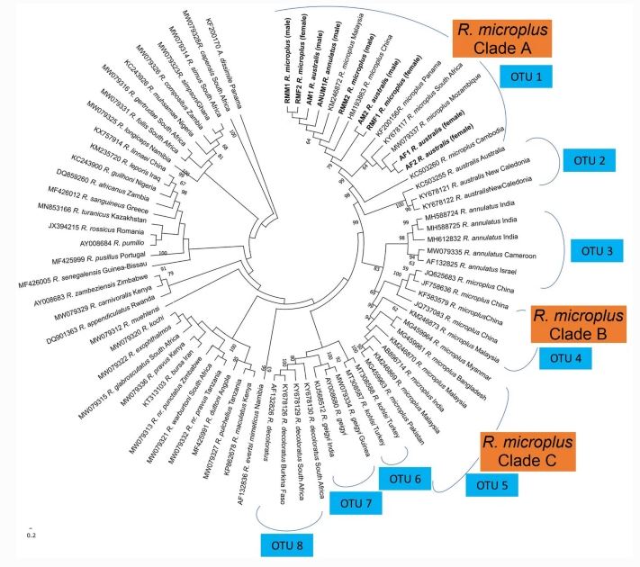 Maximum-Likelihood-Stammbaum eines Zeckentaxons: Im Kreis angelegter Stammbaum eines Zeckentaxons.