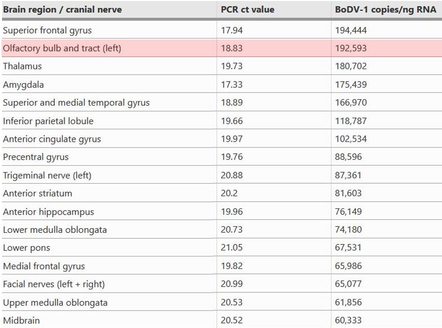 BoDV-1-Kopienzahlen in verschiedenen Hirnregionen und Hirnnerven mit hoher Viruslast im Nervus olfactorius (rot).