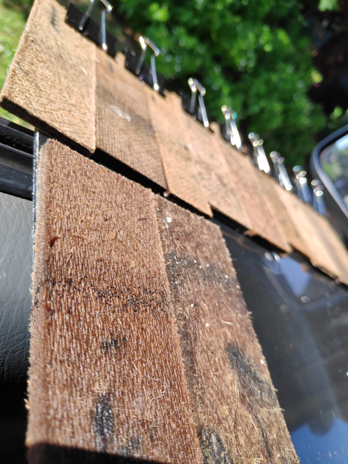 Aedes eggs being collected with ovitraps