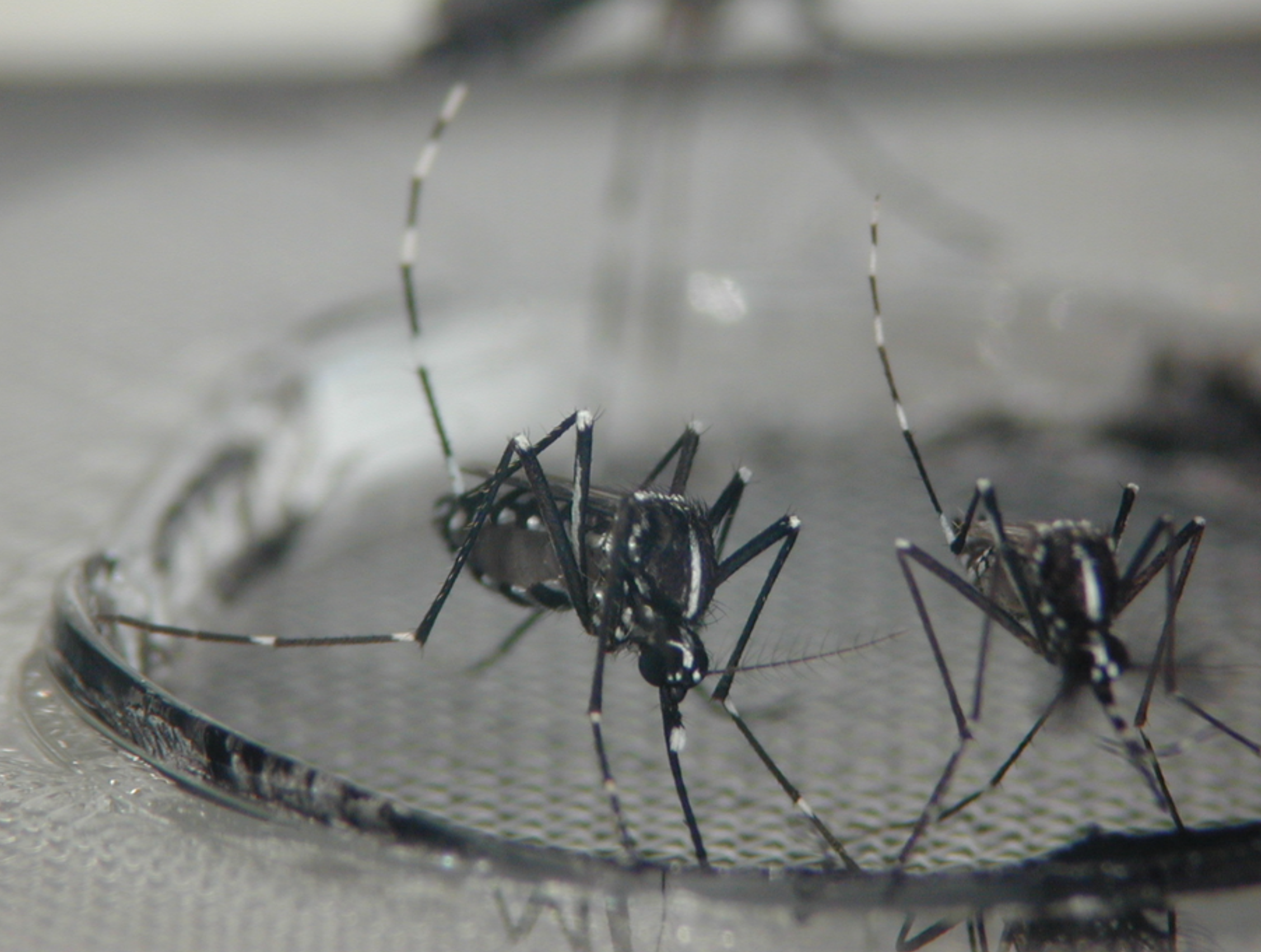 Close up view of two ants