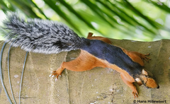 Bunthörnchen mit klassischer Fellzeichnng (rötlich mit schwarzem Rücken) auf einem Baumstamm kletternd