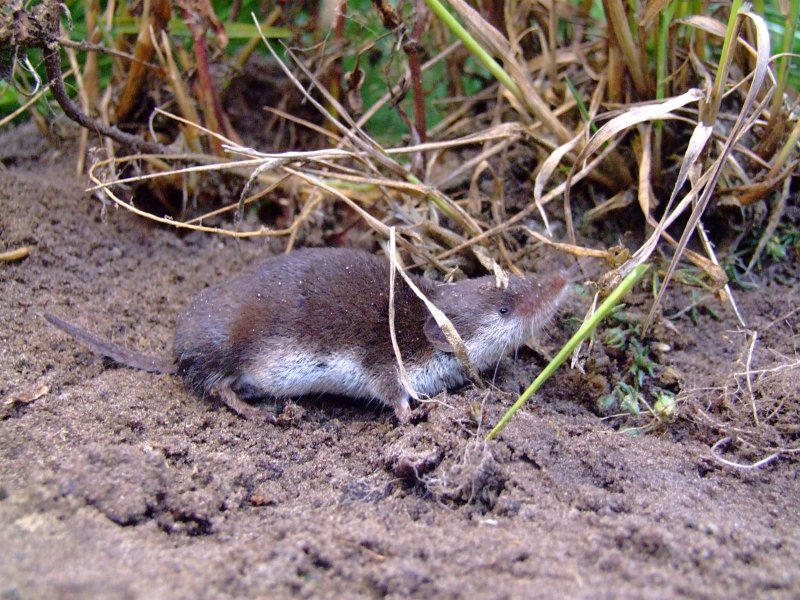 Feldspitzmaus in der Natur unter Halmen
