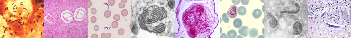 Microscopic view of infectious agents of laboratory diagnostics at BNITM: bacteria, parasites, viruses, worms, etc.